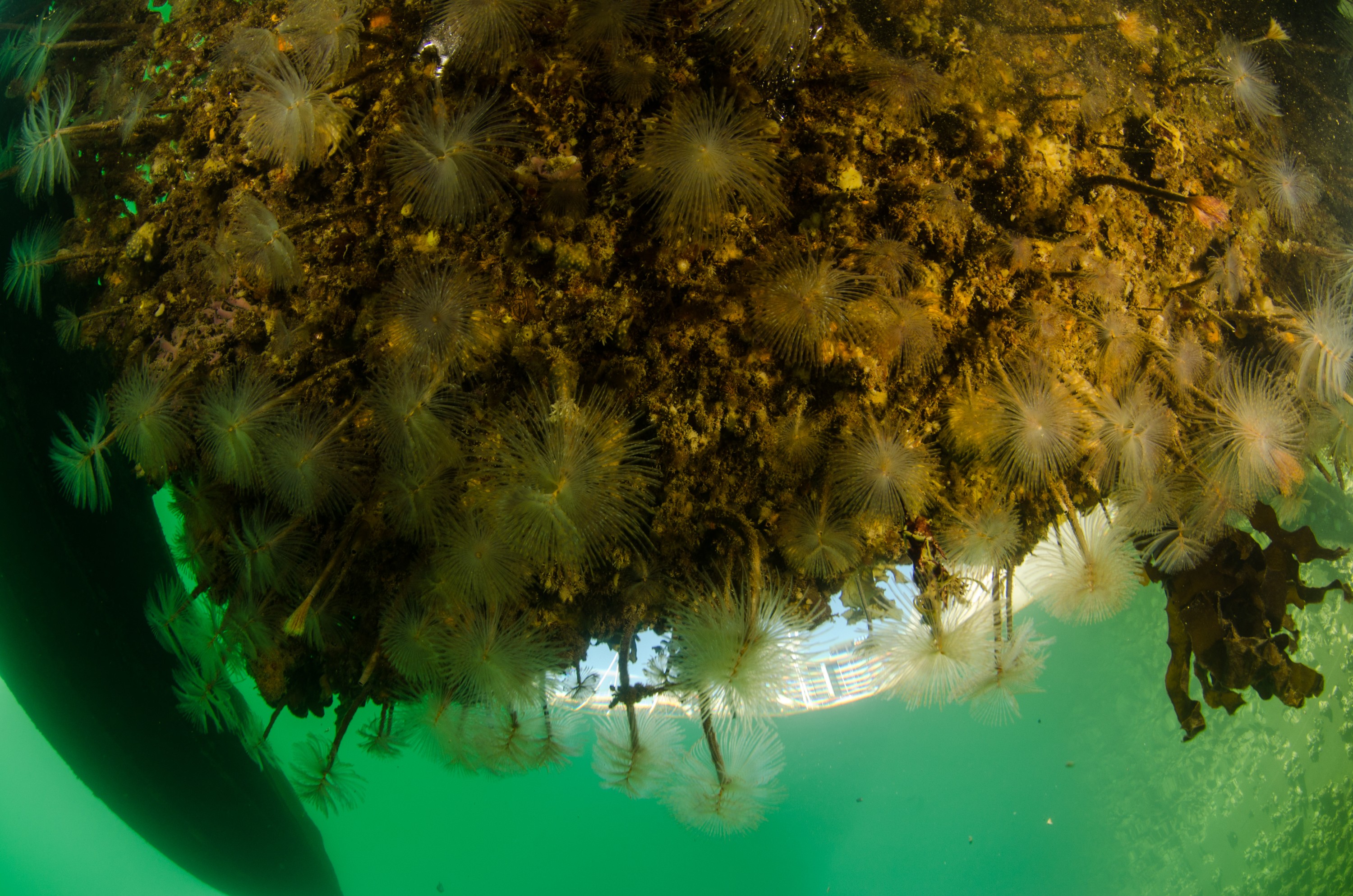 DSC_3108 – Mediterranean, fanworm, Sabella, spallanzanii, marine, pest, Auckland, underwater, crispin, nz, new, zealand, new zealand, fan, worm, marine, pest, invasive, Biosecurity